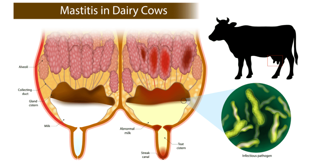 dairy cow mastitis treatment