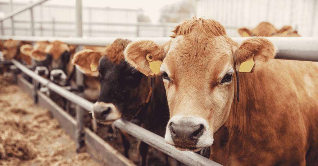 smart cattle feedlot design
